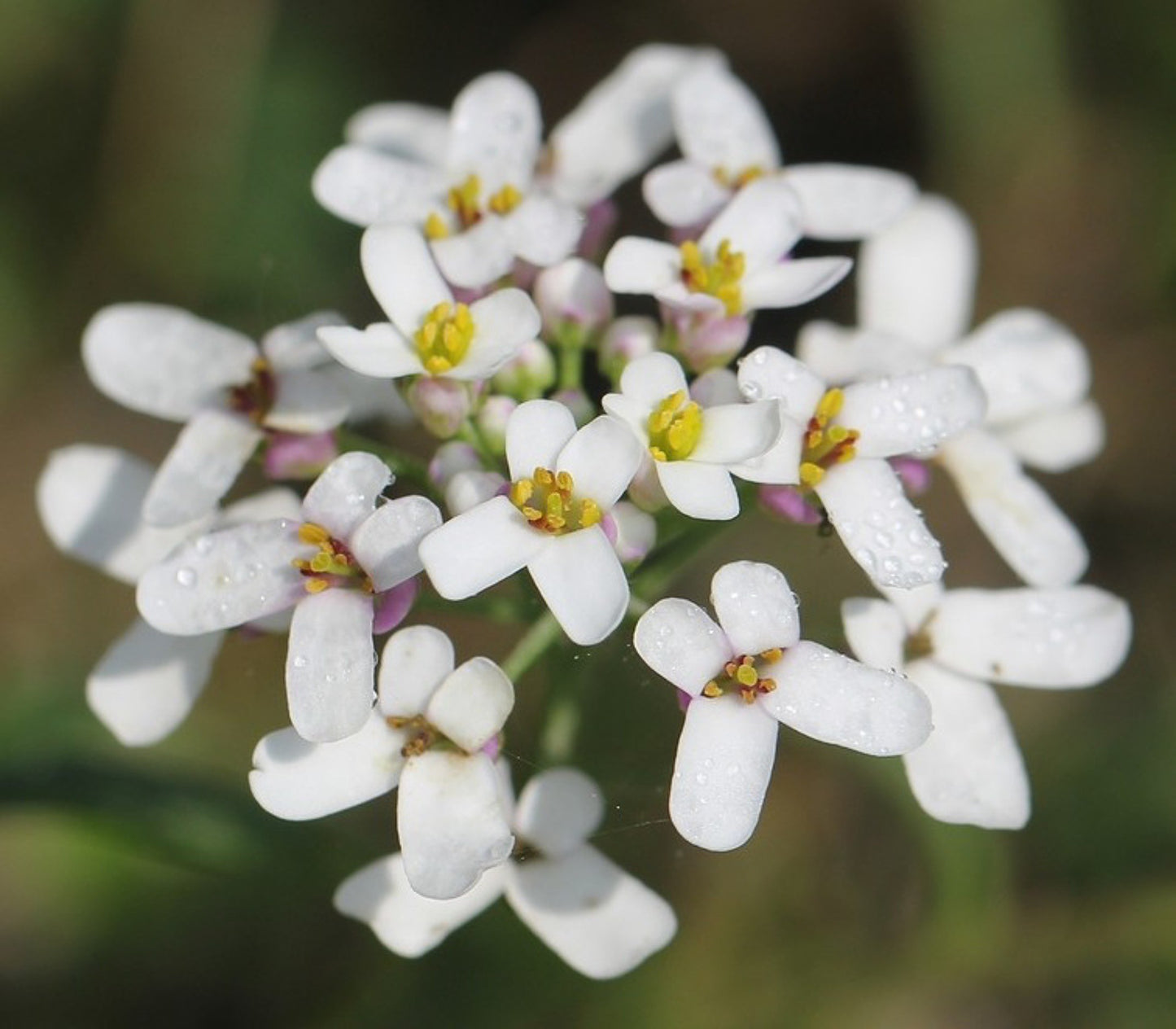 Candytuft   100 Seeds   Iberis amara