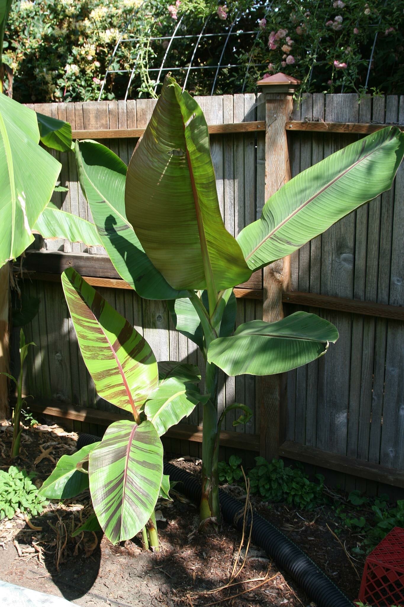 Red Tiger Banana   5 Seeds   Musa sikkimensis
