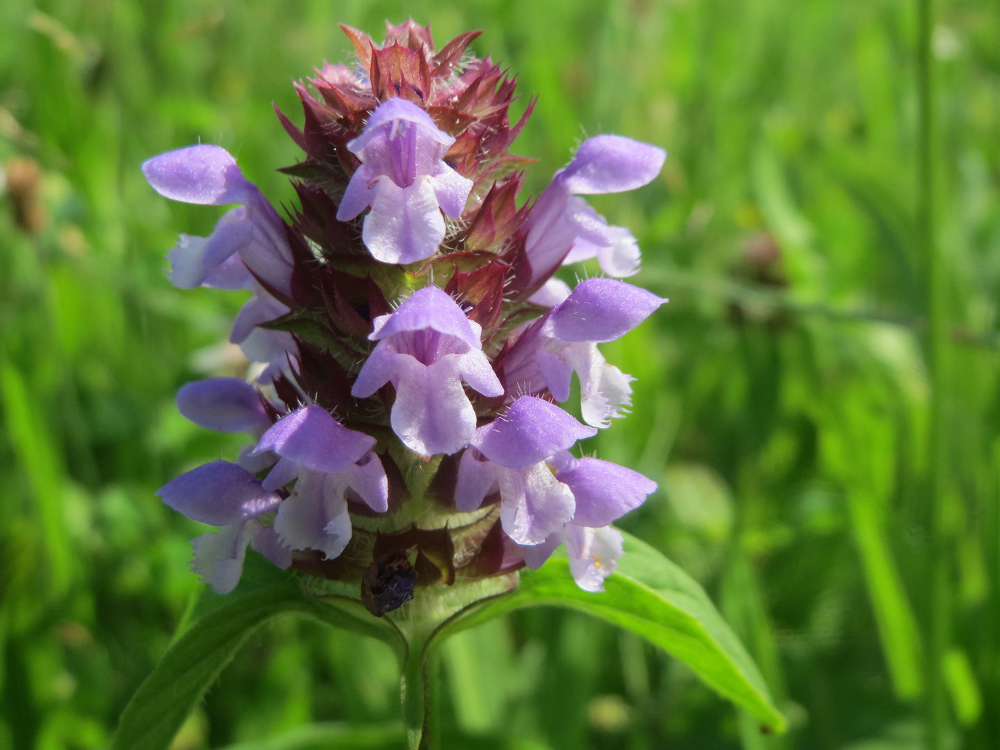 Self-Heal  1000 Seeds  Prunella vulgaris  USA Company