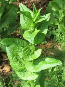 Chicory Flowering Herb 50 Seeds  Cichorium intybus