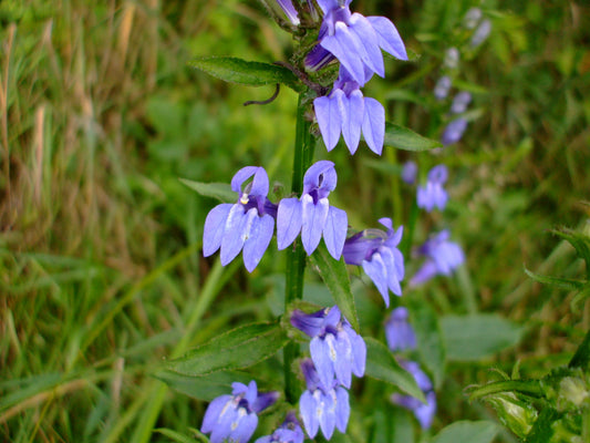 Great Blue Lobelia Lobelia siphilitica 100 Seeds