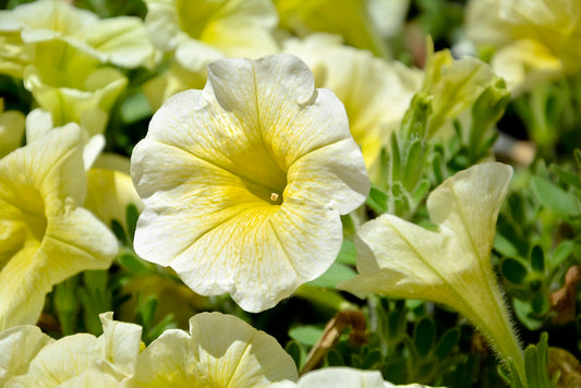 Yellow Petunia  100 Seeds  Petunia Grandiflora