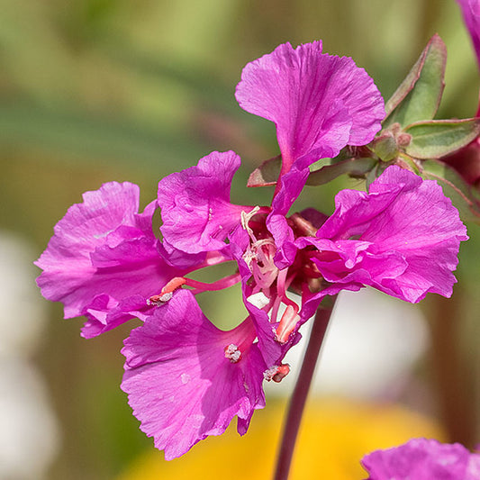 Elegant Clarkia  100 Seeds  Clarkia unguiculata