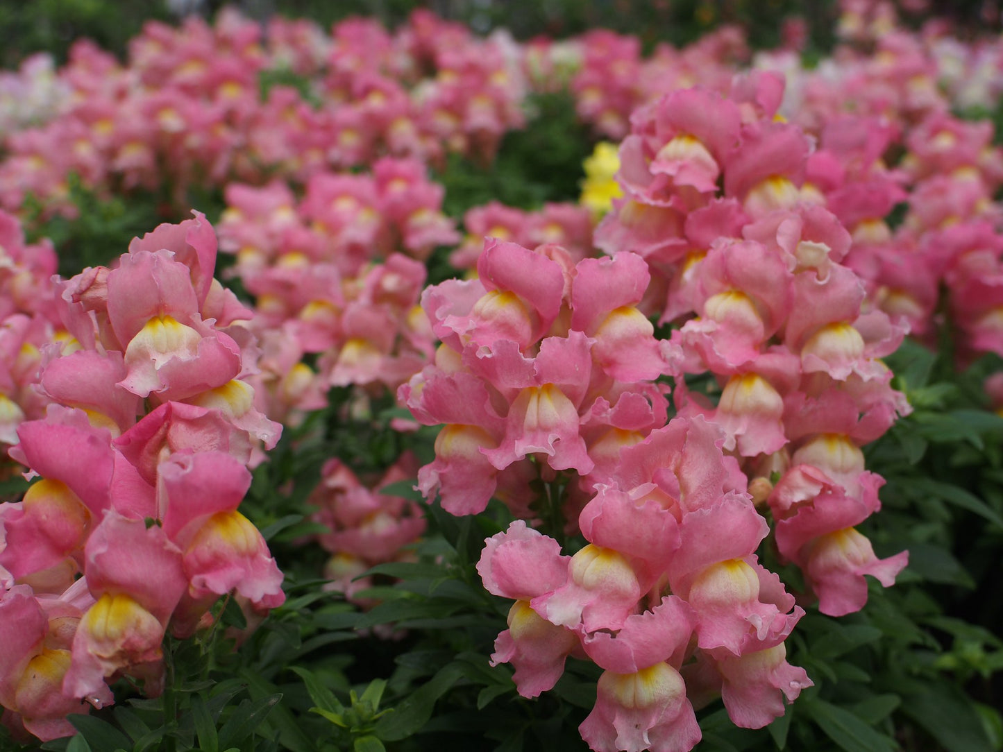 Snapdragon Antirrhinum majus 100 Seeds  USA Company