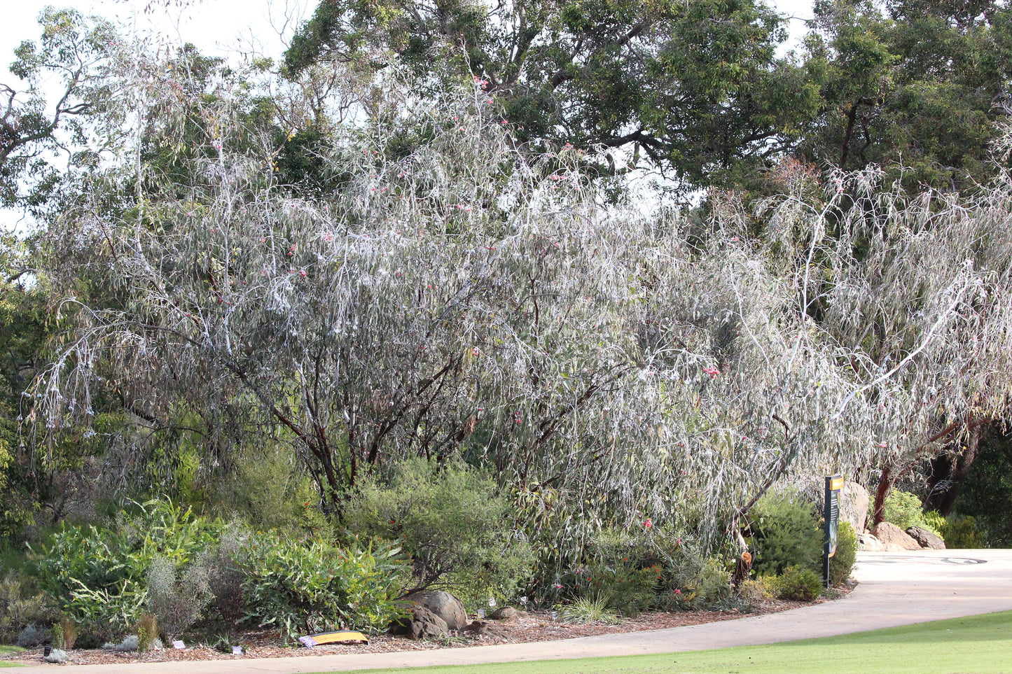 Silver Princess Gungurru Eucalyptus caesia 200 Seeds