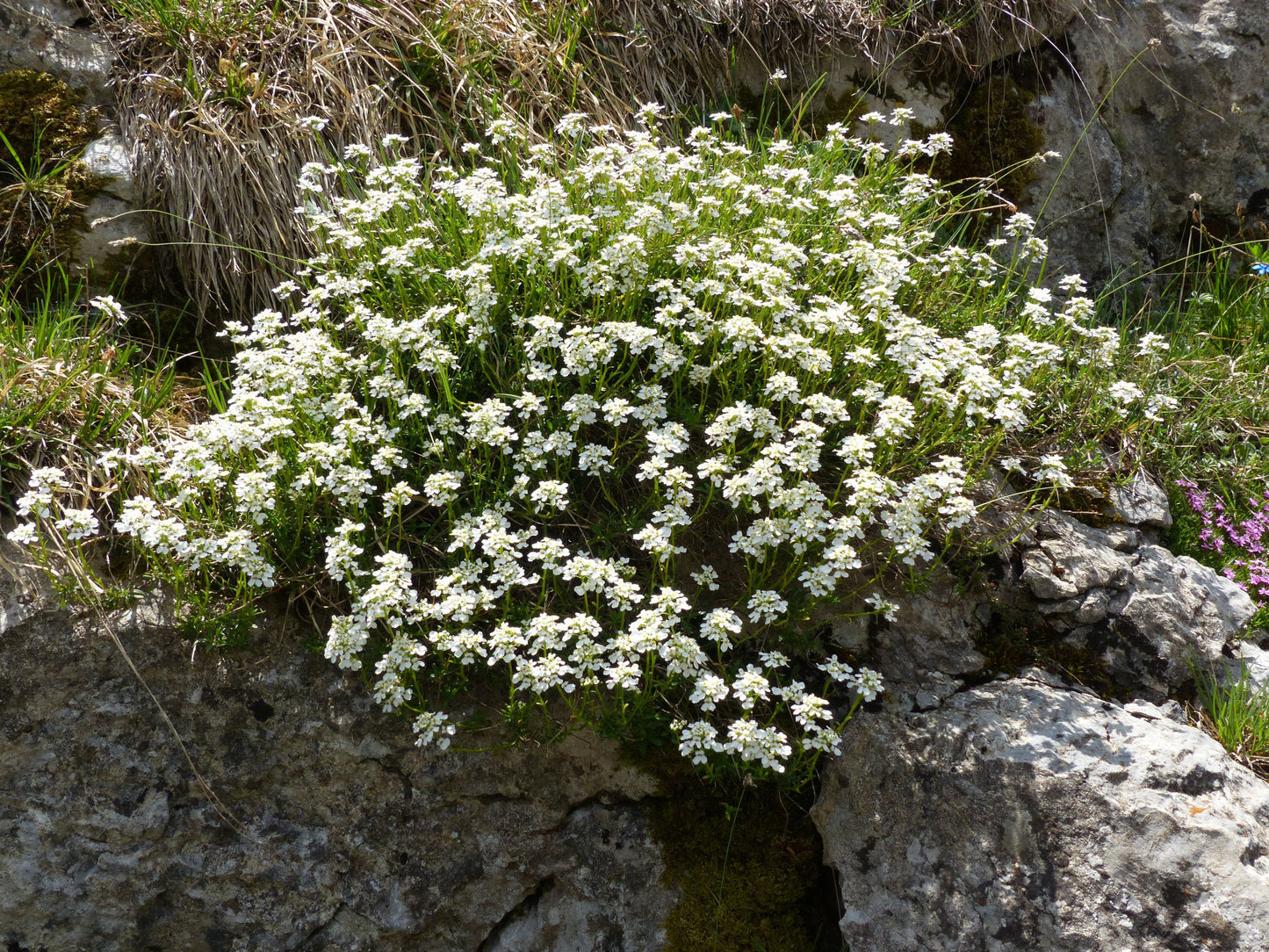 Candytuft   100 Seeds   Iberis amara