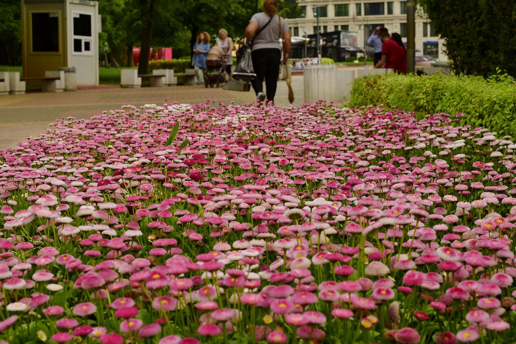 English Daisy Mix  100 Seeds  Bellis perennis