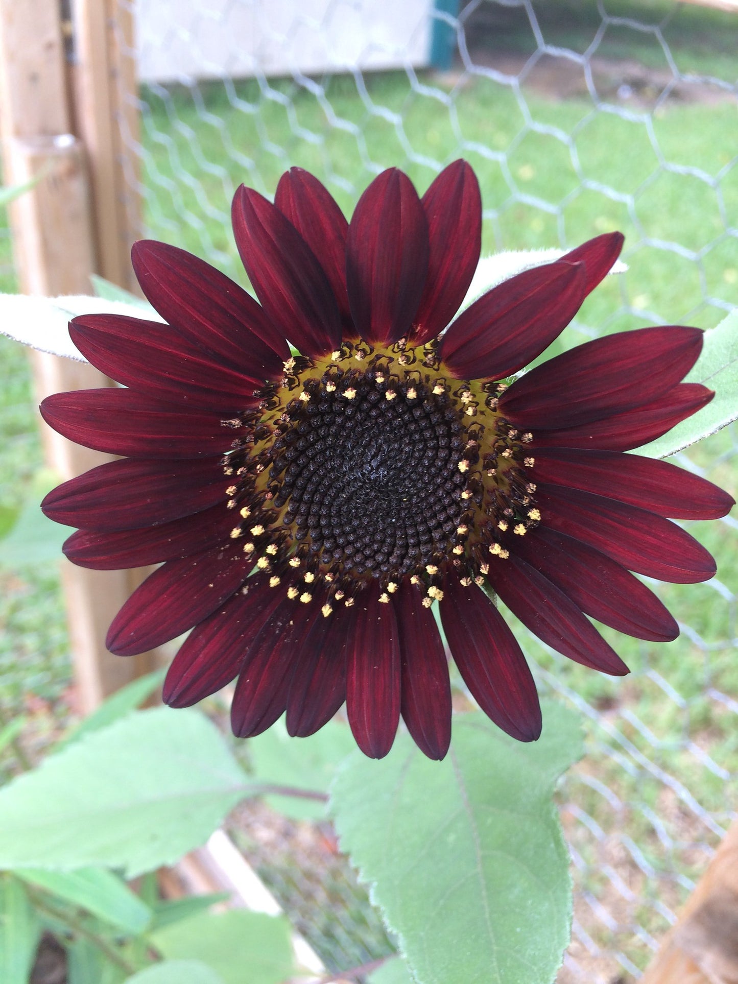 Velvet Queen Sunflower  100 Seeds  Helianthus annuus