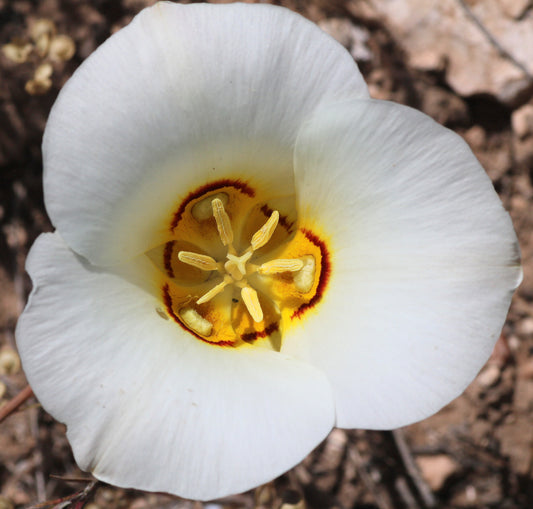 Sego Lily Calochortus nuttallii 10 Seeds