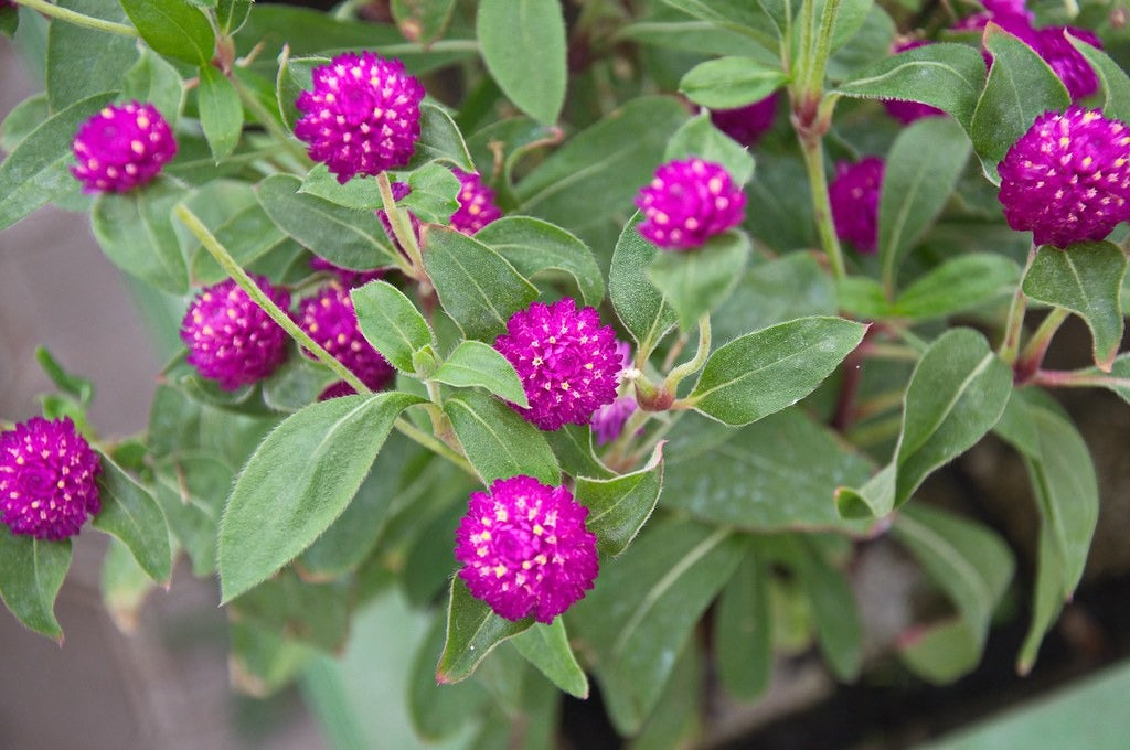 Globe Amaranth  100 Seeds  Gomphrena globosa