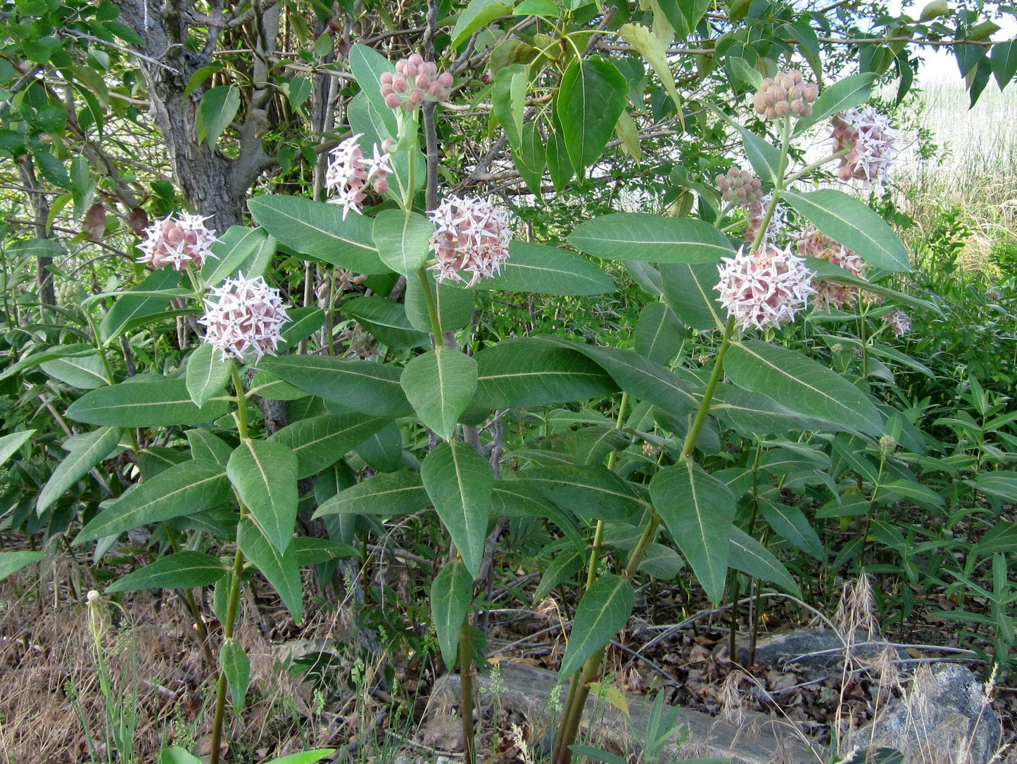 Showy Milkweed Asclepias speciosa 100 Seeds  USA Company