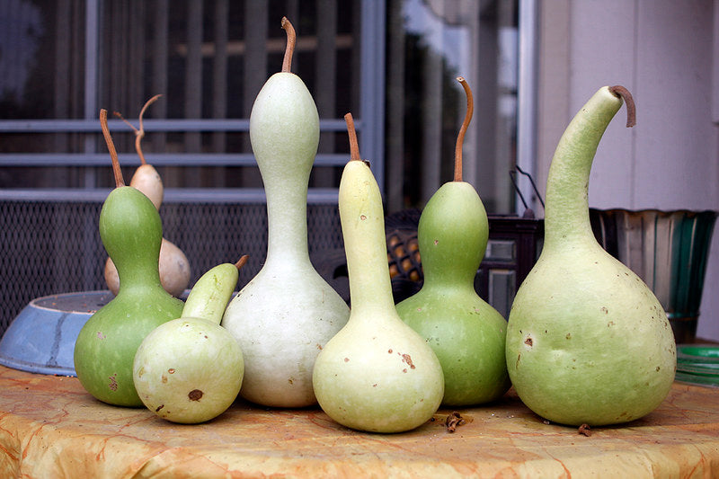 Bottle Gourd 10 Seeds Cucurbita pepo  USA Company