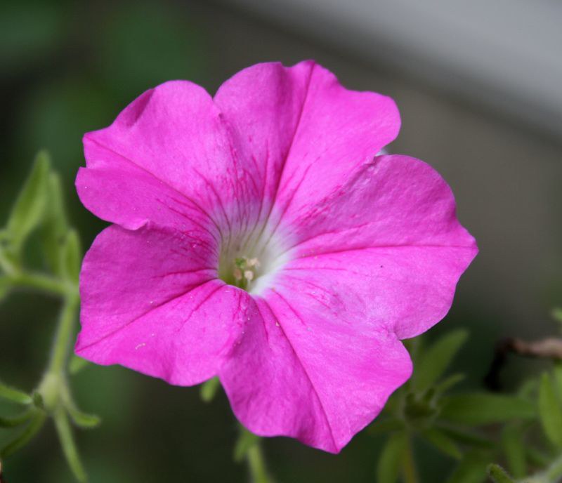 Pink Petunia  100 Seeds  Petunia Grandiflora