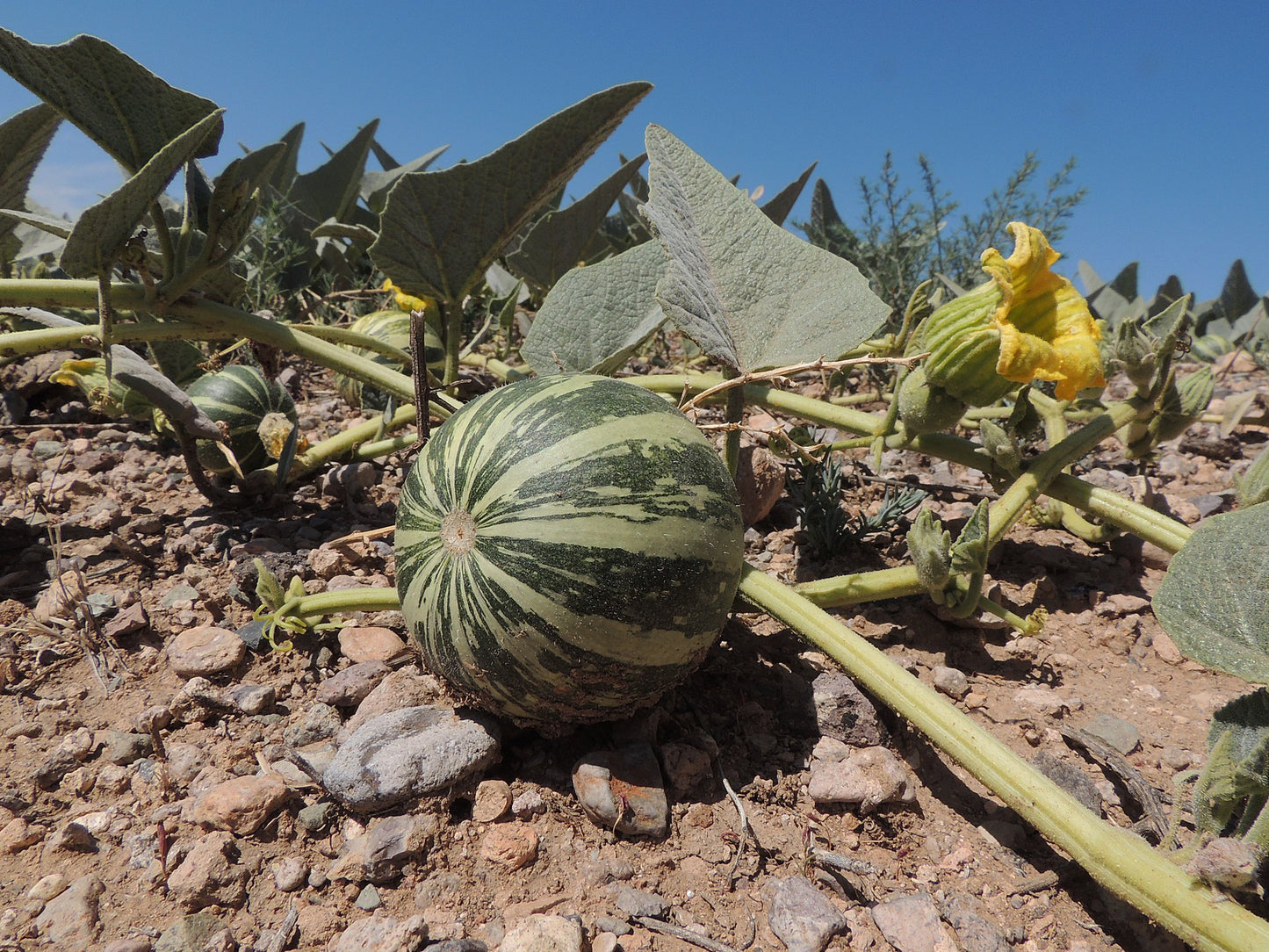 Buffalo Gourd  10 Seeds  Cucurbita foetidissima