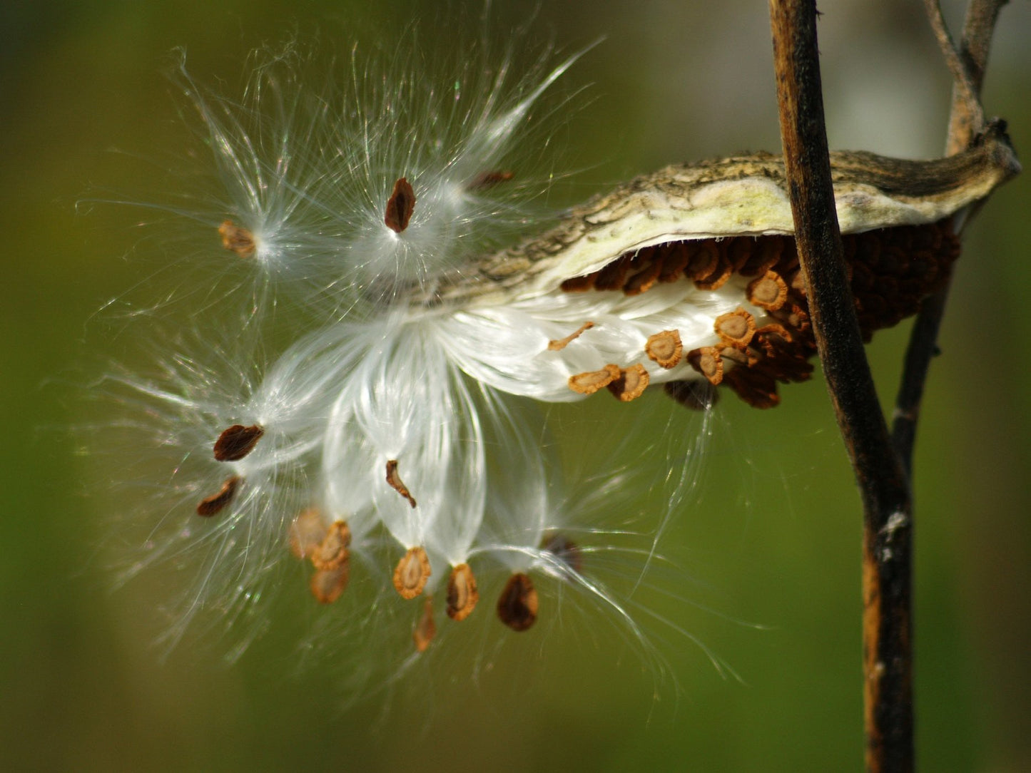 Common Milkweed Asclepias syriaca 1000 Seeds  USA Company