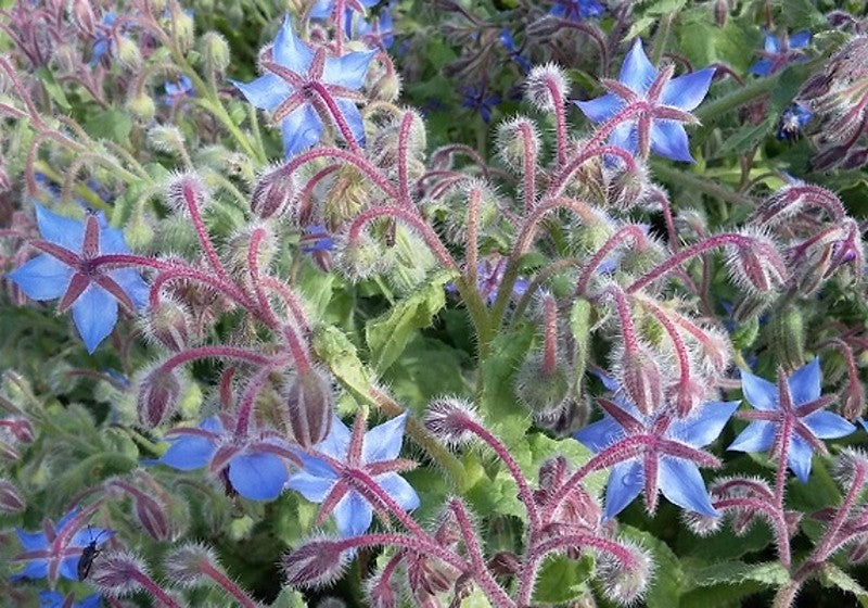 Borage  Starflower  140 Seeds  1/10 Oz  Borago officinalis