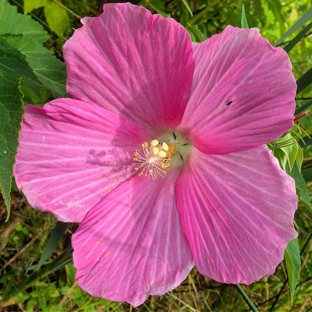 Swamp Rose Mallow  Hibiscus moscheutos  100 Seeds  USA Company