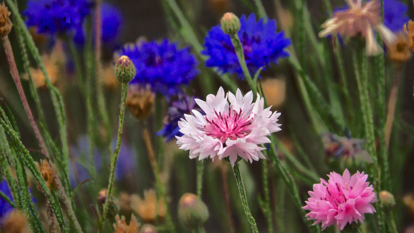 Cornflower Mix  500 Seeds  Centaurea cyanus