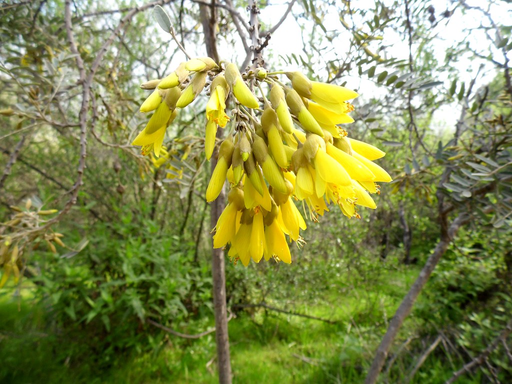 Chilean Kowai   5 Seeds   Sophora macrocarpa