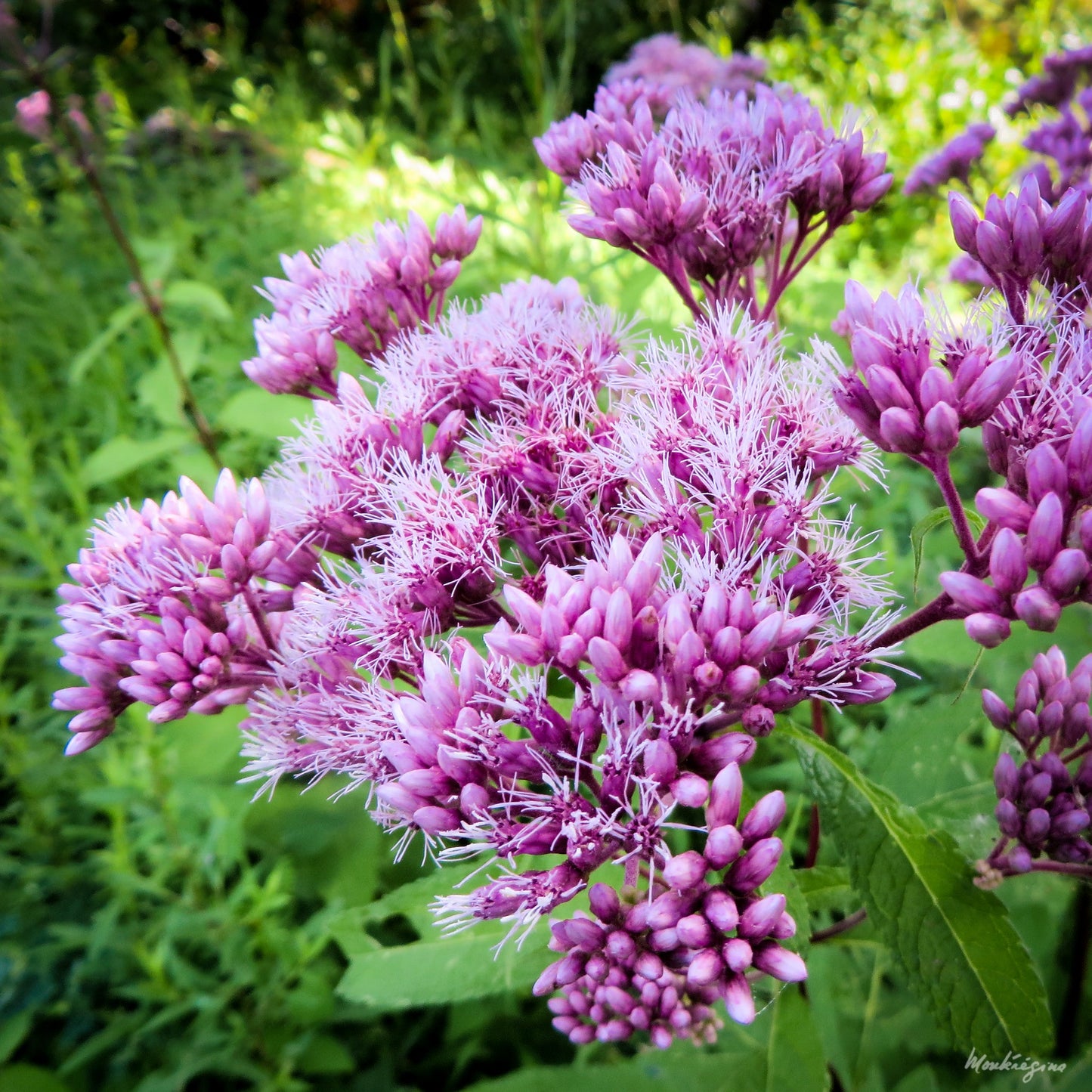 Joe Pye Weed  100 Seeds  Eupatorium maculatum
