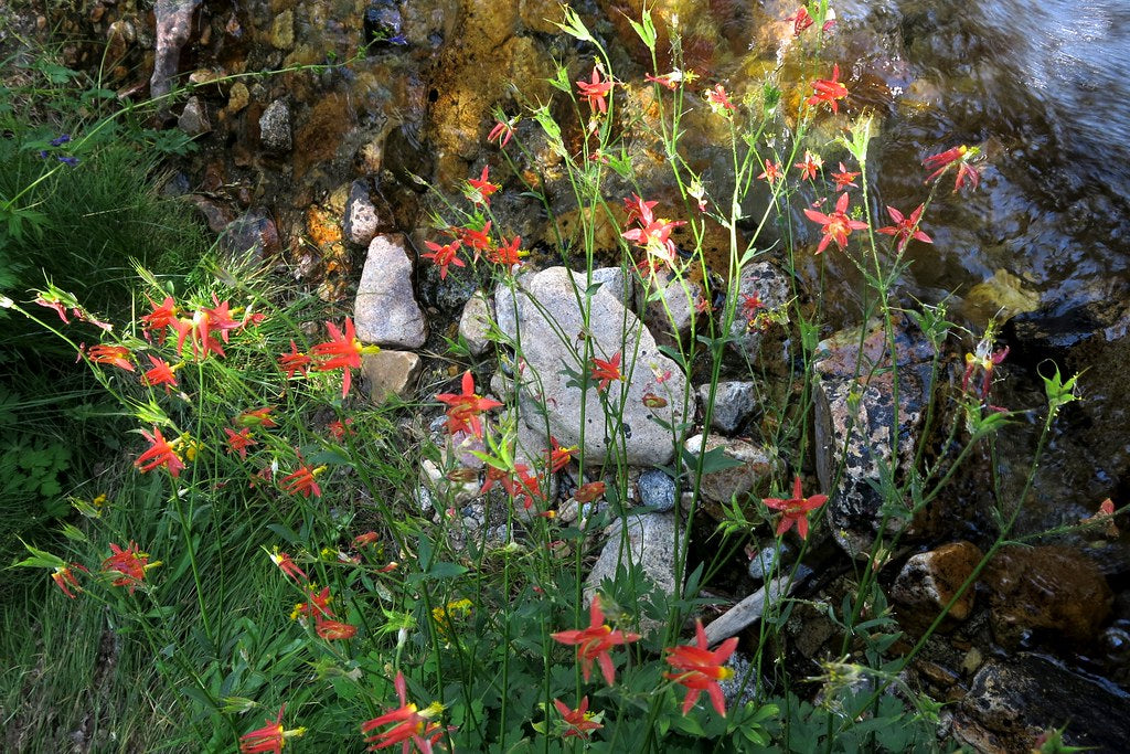 Western Columbine  100 Seeds  Aquilegia formosa