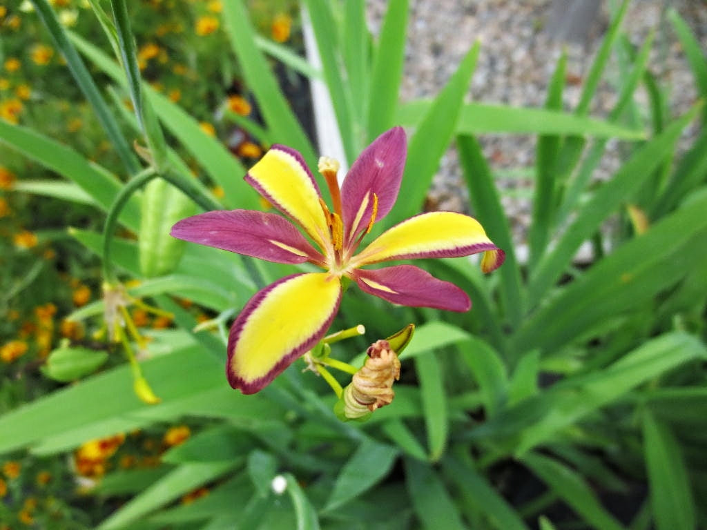 Candy Lily   10 Seeds   Pardancanda norrisii