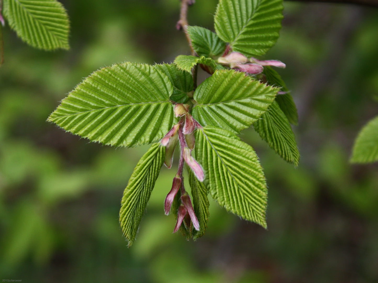 European Hornbeam  Carpinus betulus  100 Seeds  USA Company