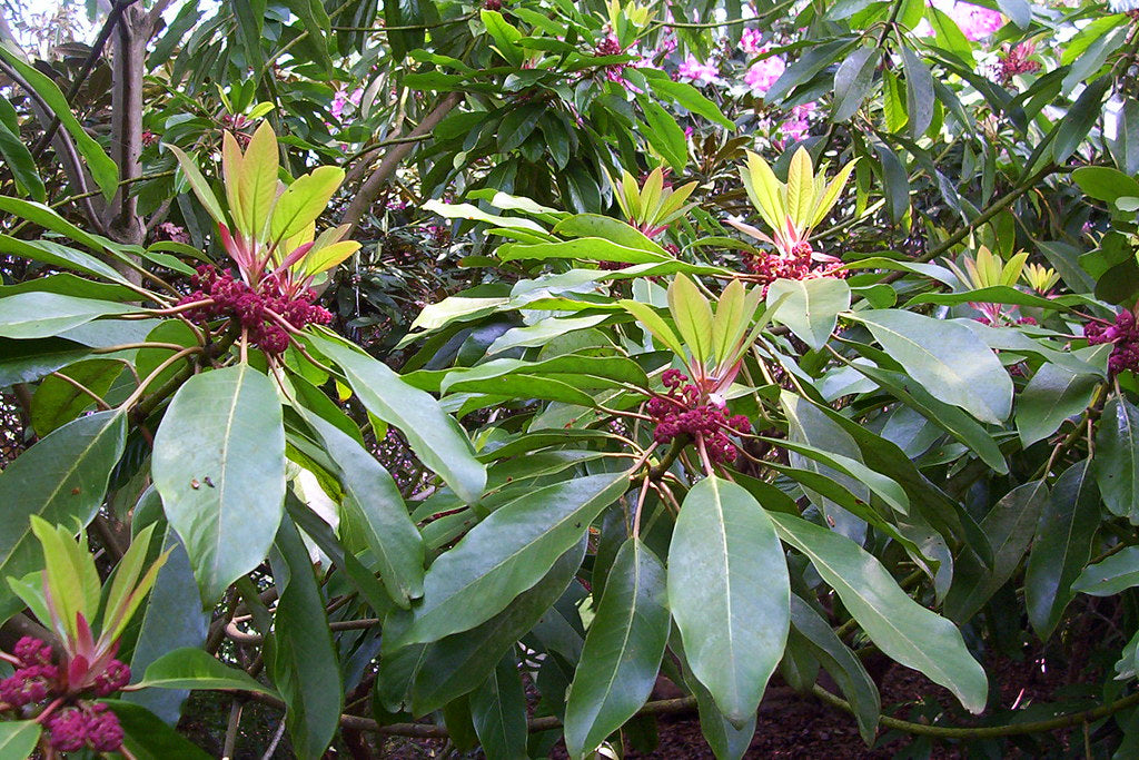 Daphniphyllum  5 Seeds  Daphniphyllum macropodum