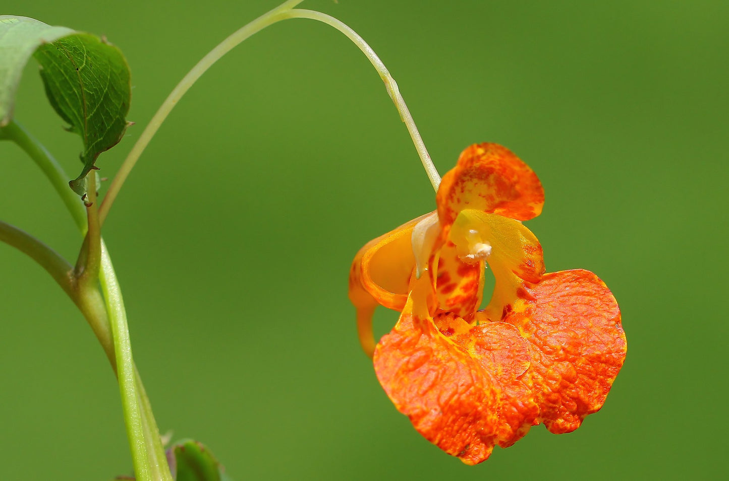 Jewelweed  30 Seeds  Impatiens capensis