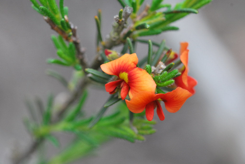 Showy Parrot-Pea   50 Seeds   Dillwynia sericea