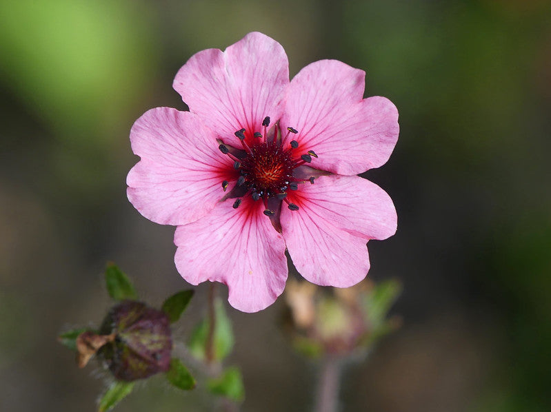 Nepal Cinquefoil  100 Seeds  Potentilla nepalensis