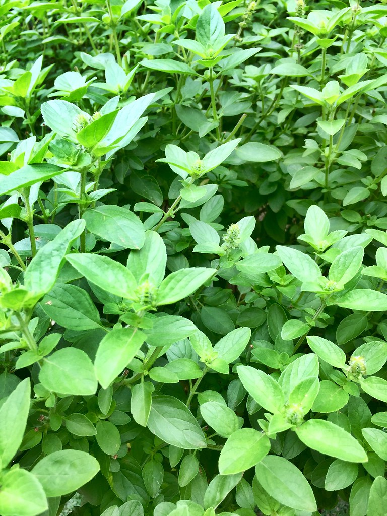 Basil   100 Seeds   Ocimum basilicum
