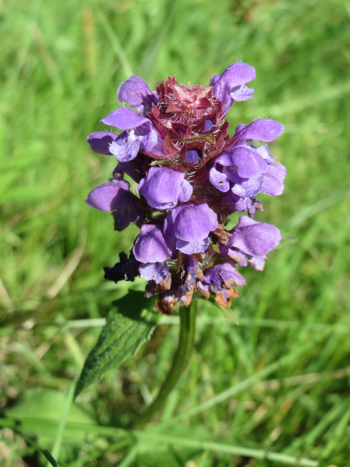 Self-Heal  1000 Seeds  Prunella vulgaris  USA Company