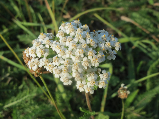 White Yarrow  1000 Seeds  Achillea millefolium