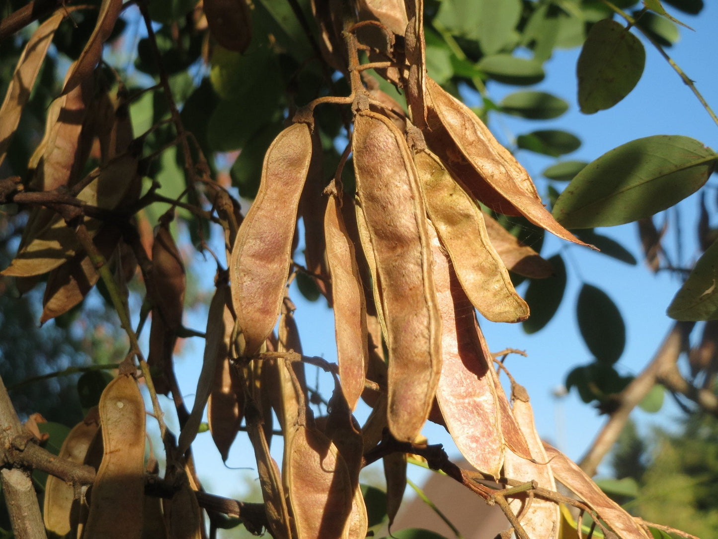 Black Locust  100 Seeds  False Acacia Robinia Pseudoacacia  USA Company