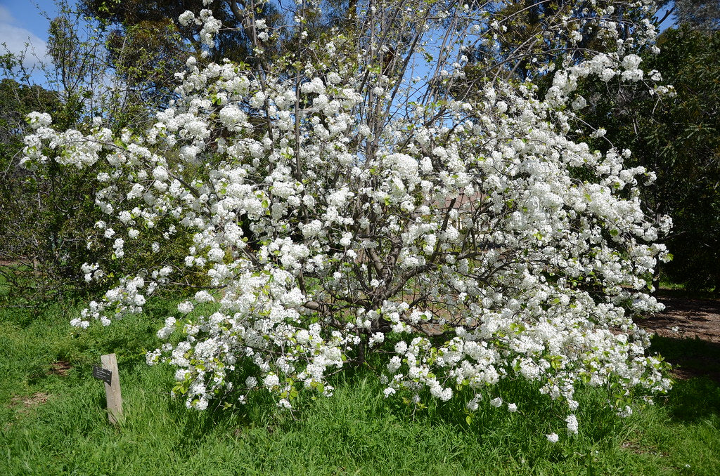 Callery Pear  Pyrus calleryana  100 Seeds  USA Company