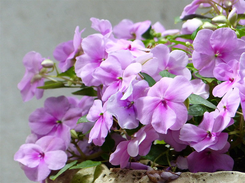 Lavender Impatiens  100 Seeds  Impatiens walleriana