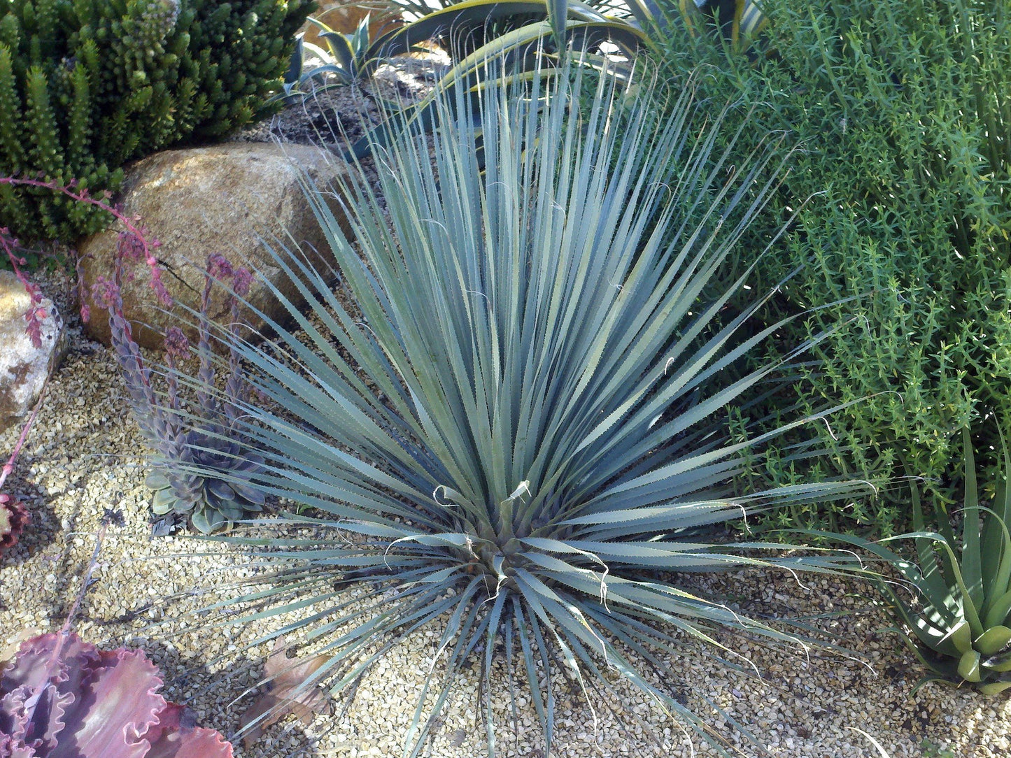 Desert Spoon  500 Seeds  Dasylirion wheeleri