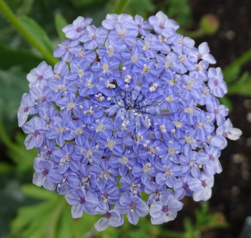 Blue Lace Flower  100 Seeds  Trachymene coerulea