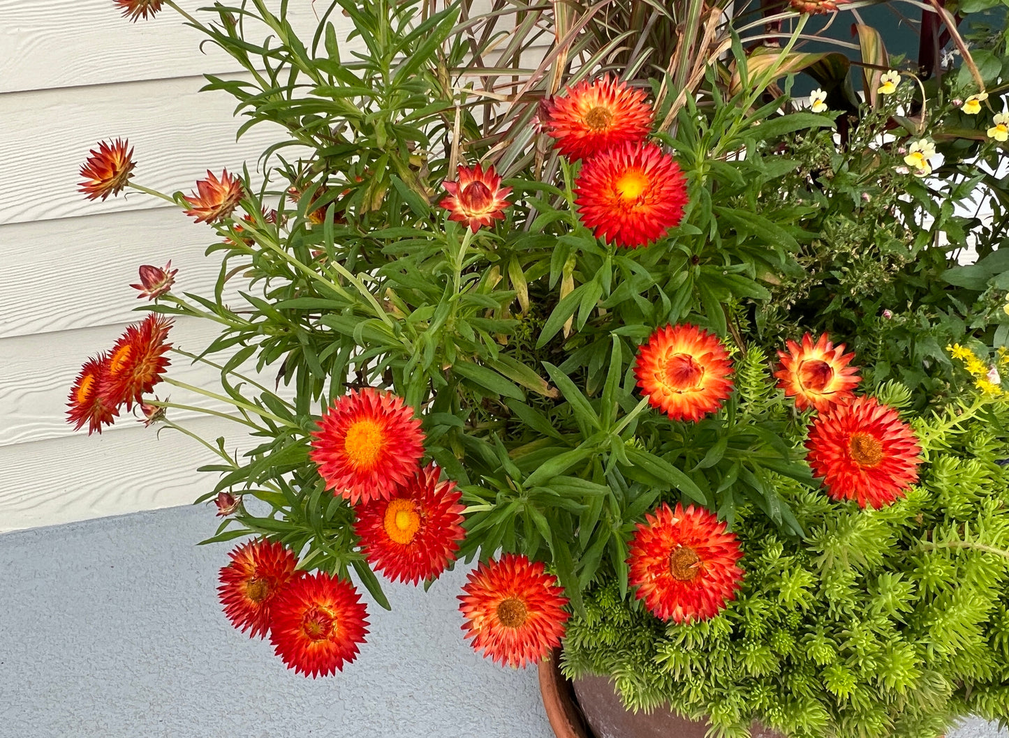 Red Strawflower  100 Seeds  Helichrysum bracteatum