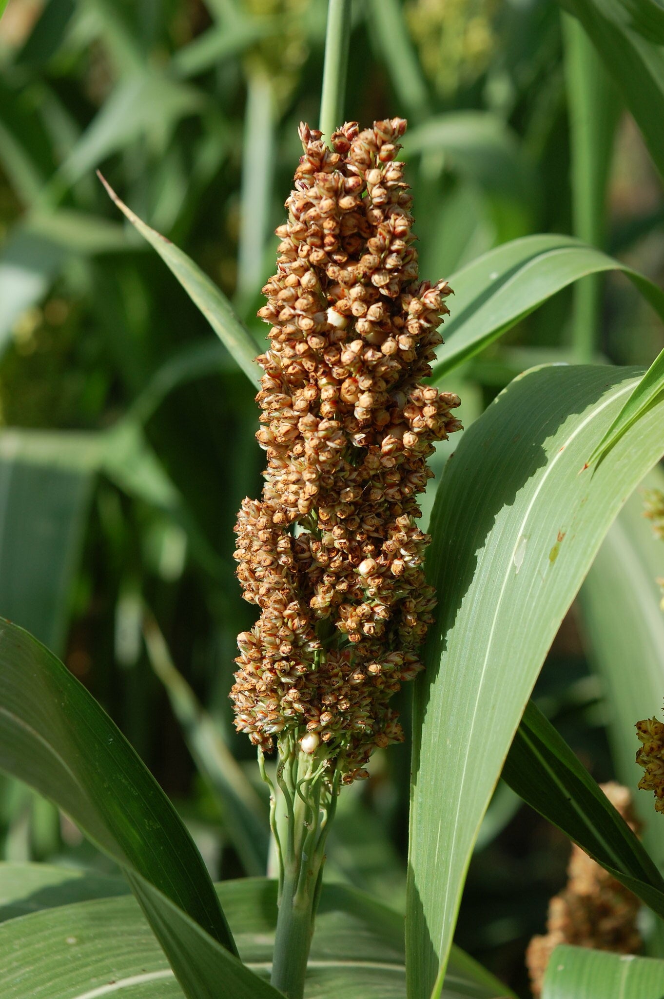 Sorgum   100 Seeds   Millet   Sorghum bicolor