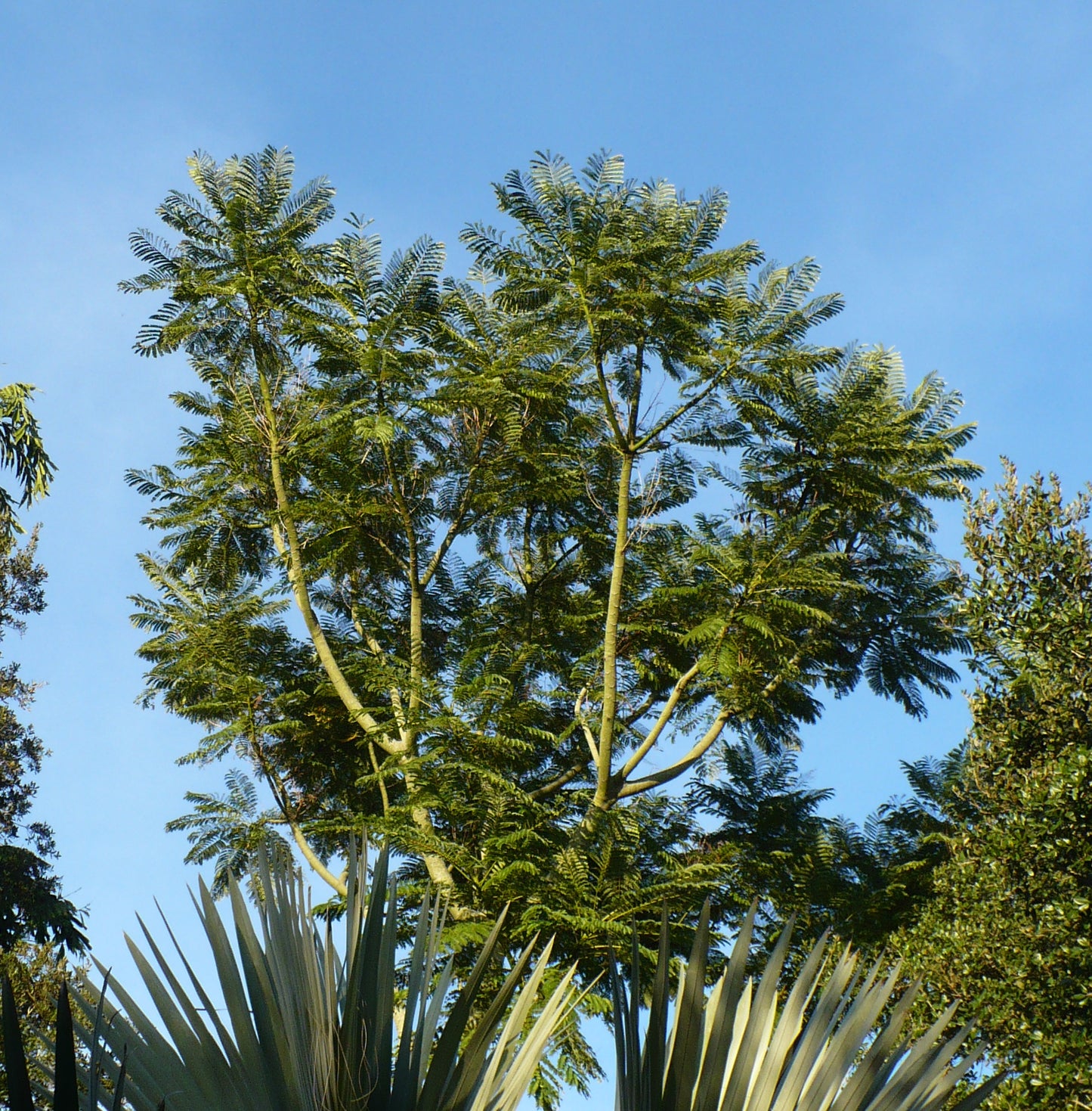 Brazilian Fern Tree   10 Seeds   Schizolobium parahyba