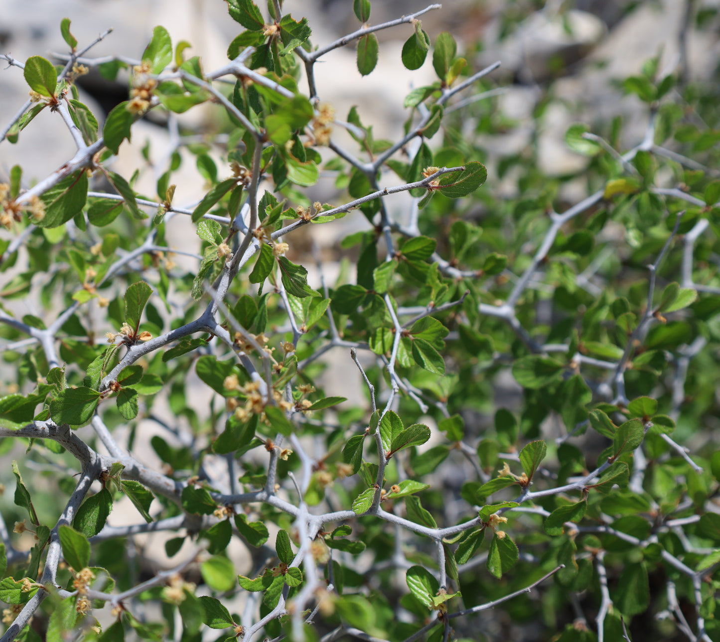 Texas Hog Plum  5 Seeds  Colubrina texensis
