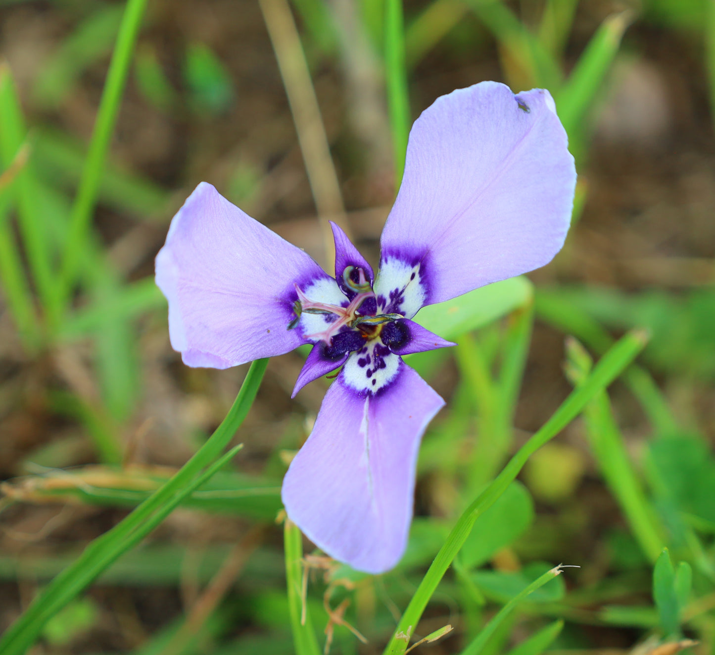 Prairie Nymph  10 Seeds  Herbertia lahue