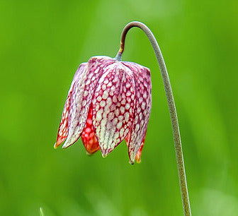 Checkered Lily  50 Seeds  Fritillaria meleagris