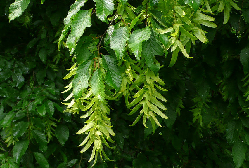 European Hornbeam  Carpinus betulus  100 Seeds  USA Company