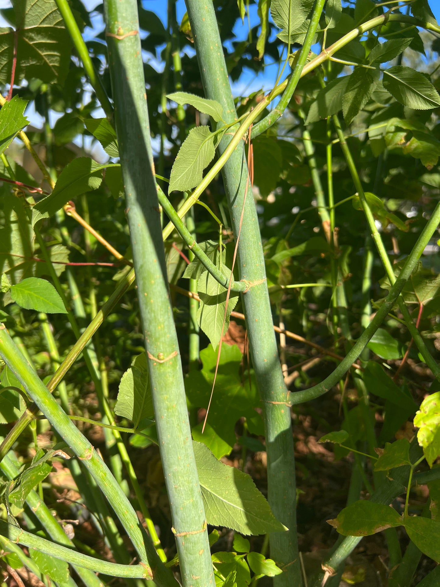 Boxelder Acer negundo 100 Seeds