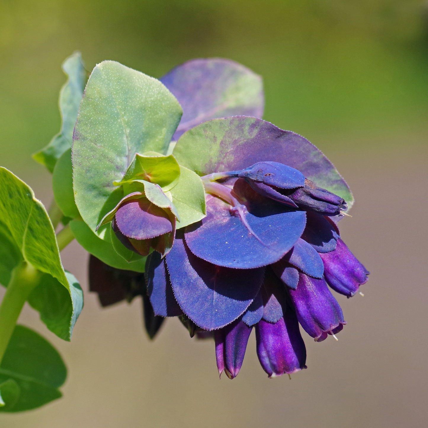 Blue Shrimp Plant Cerinthe major  500 Seeds