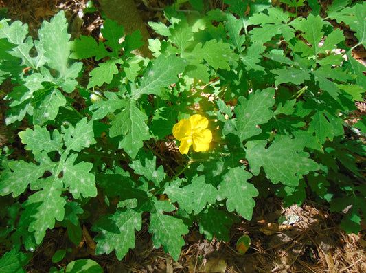 Celandine Poppy  100 Seeds  Stylophorum diphyllum