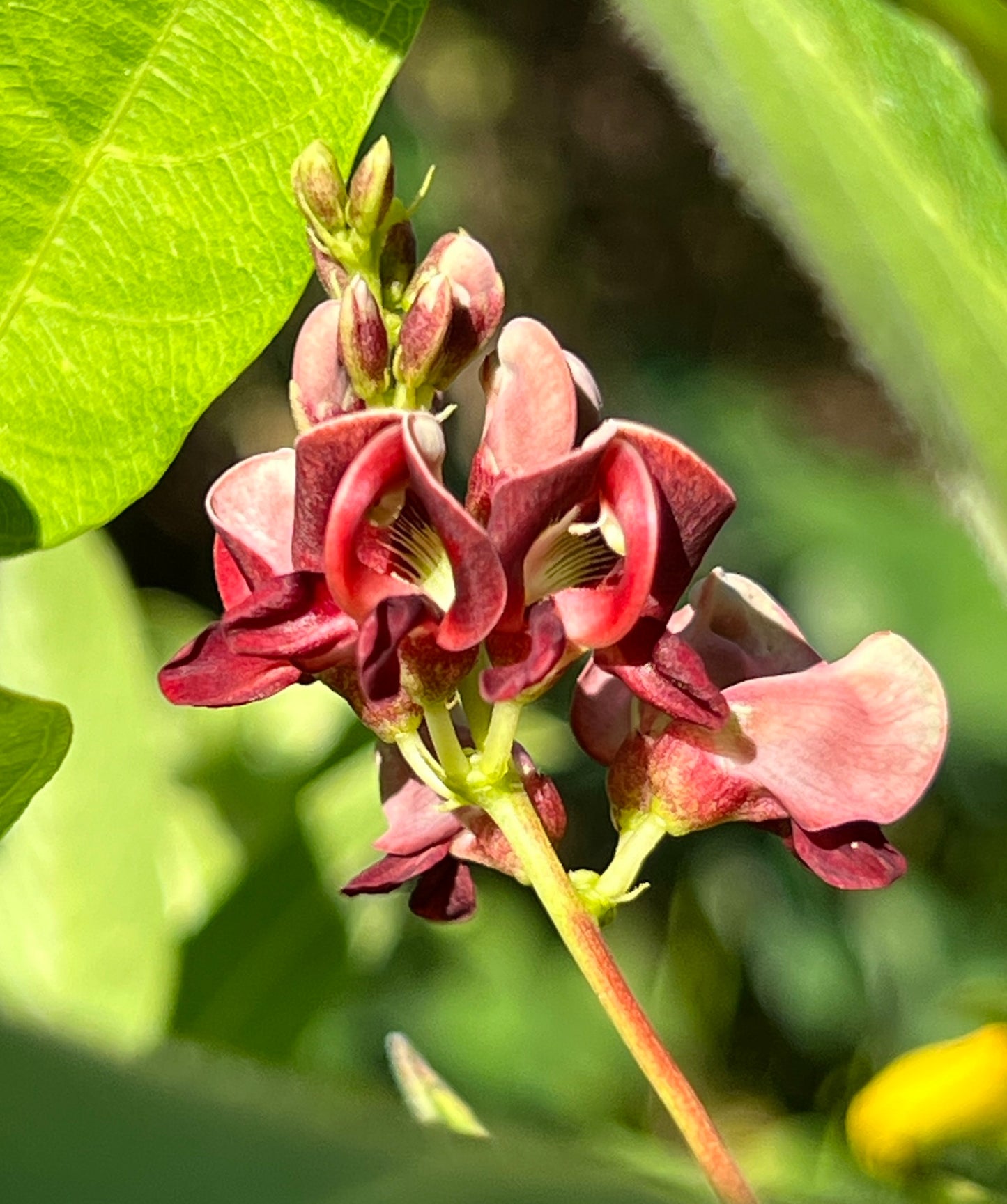 American Groundnut Apios americana 20 Seeds  USA Company